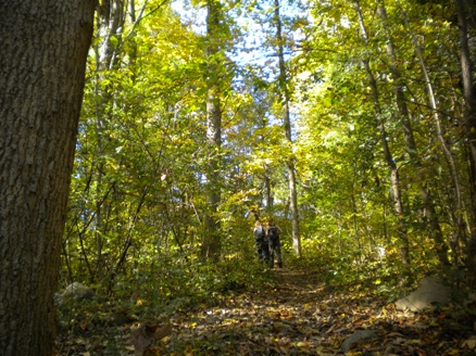 Forest scene
