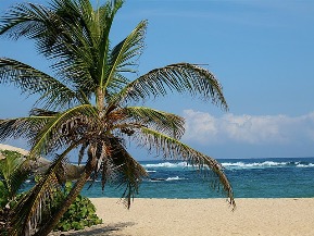 Deserted beach and palm tree