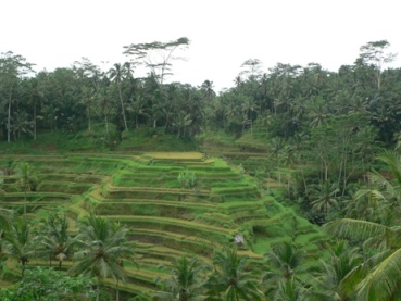 Rice fields